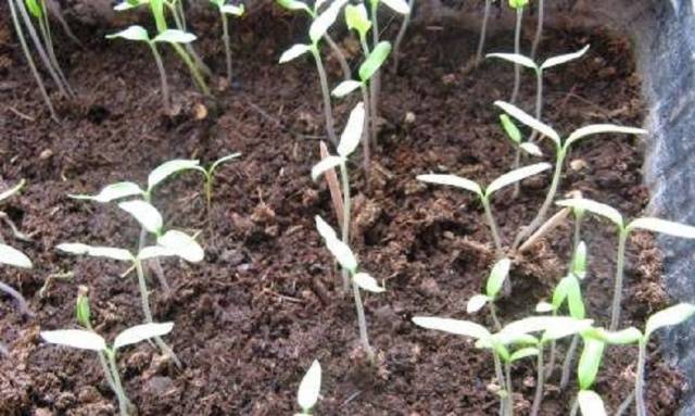 Tomato seedlings do not grow: what to do