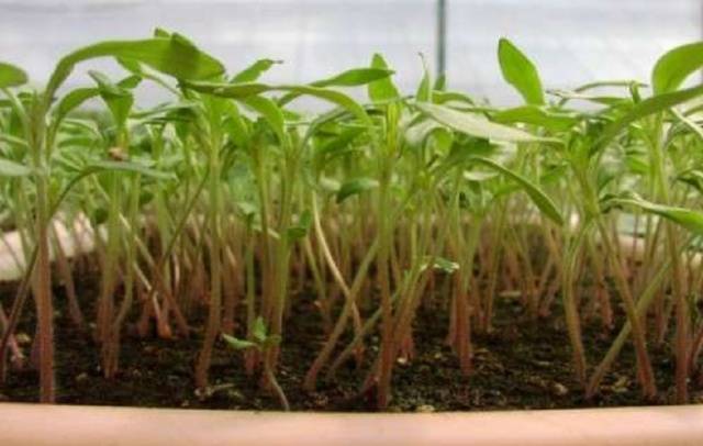 Tomato seedlings do not grow: what to do