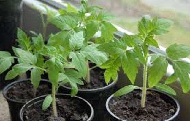 Tomato seedlings do not grow: what to do