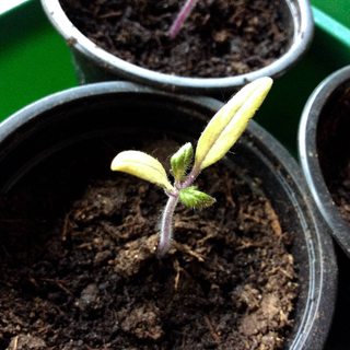 Tomato seedlings do not grow: what to do