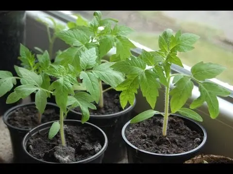 Tomato seedlings in 2022