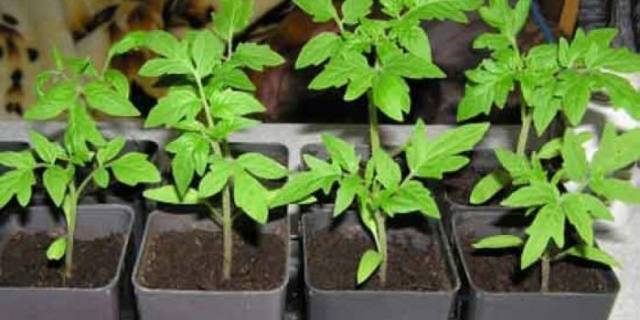 Tomato seedlings in 2022