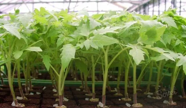 Tomato seedlings without land 