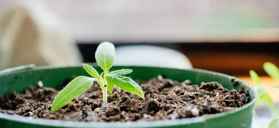 Tomato seedlings without land 