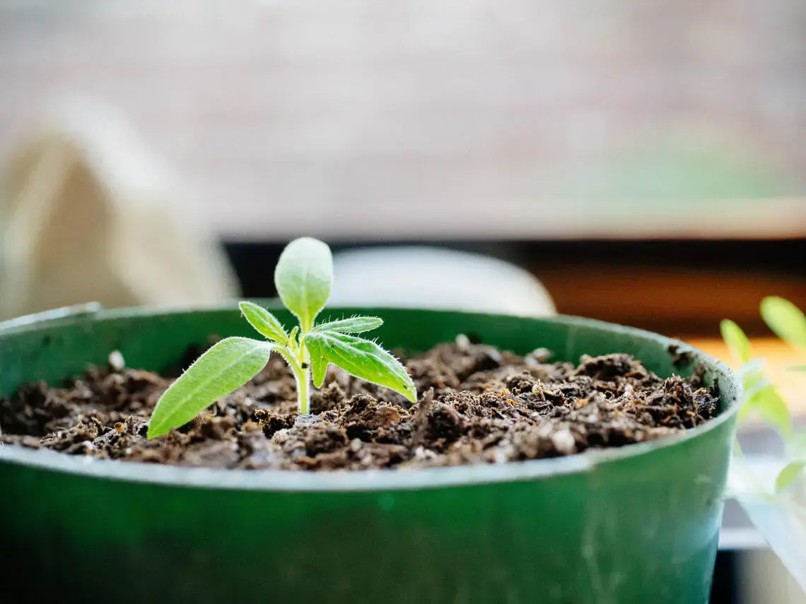 Tomato seedlings without land 