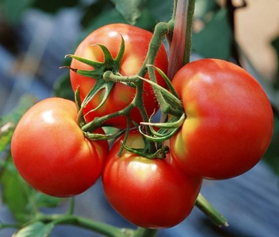 Tomato seeds for the Leningrad region: varieties, cultivation