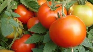 Tomato seeds for the Leningrad region: varieties, cultivation