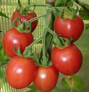 Tomato seeds for the Leningrad region: varieties, cultivation