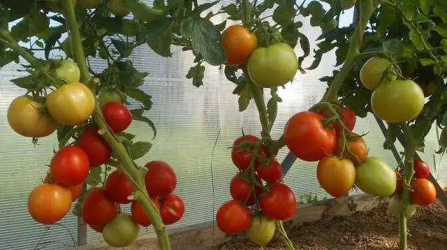 Tomato seeds for the Leningrad region: varieties, cultivation