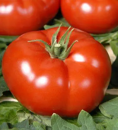 Tomato seeds for the Leningrad region: varieties, cultivation