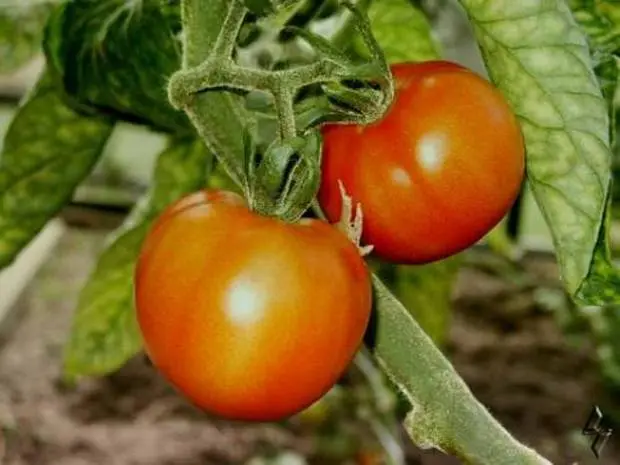 Tomato seeds for the Leningrad region: varieties, cultivation