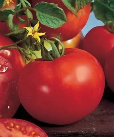 Tomato seeds for the Leningrad region: varieties, cultivation