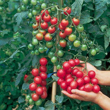 Tomato seeds for the Leningrad region: varieties, cultivation