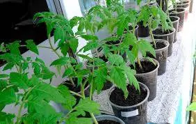 Tomato seeds for the Leningrad region: varieties, cultivation