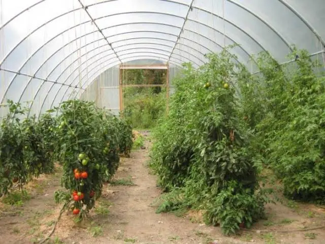 Tomato seeds for the Leningrad region: varieties, cultivation