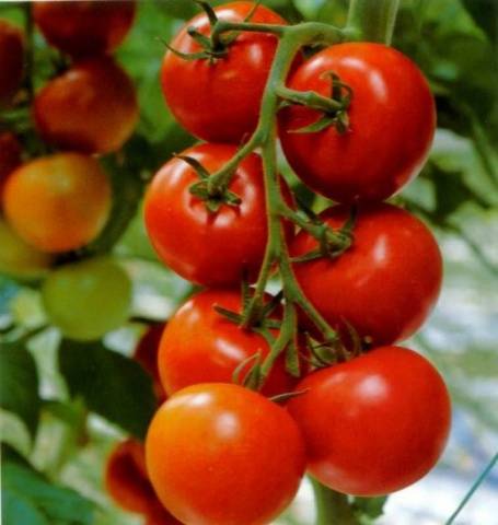 Tomato seeds for the Leningrad region: varieties, cultivation