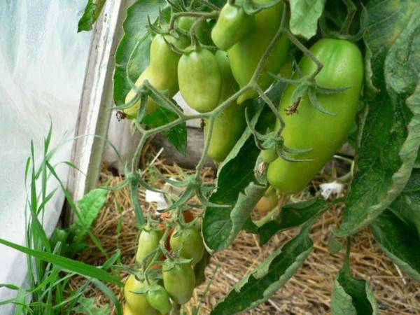 Tomato seeds for the Leningrad region: varieties, cultivation