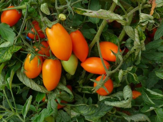 Tomato seeds for the Leningrad region: varieties, cultivation