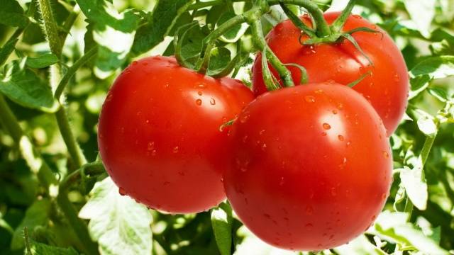 Tomato seeds for the Leningrad region: varieties, cultivation