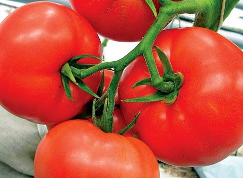 Tomato seeds for the Leningrad region: varieties, cultivation