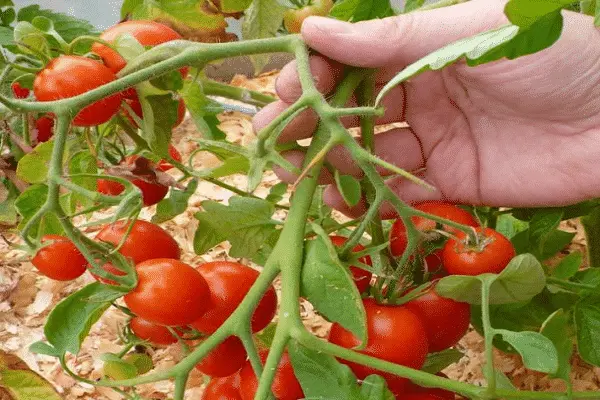 Tomato seeds for the Leningrad region: varieties, cultivation