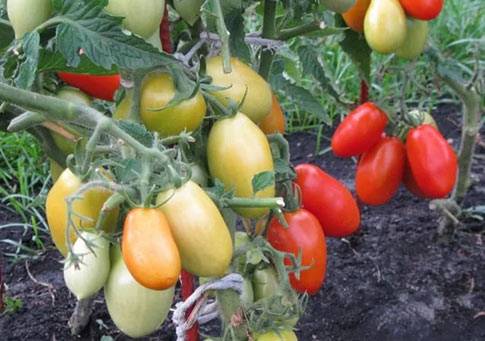 Tomato Shuttle: reviews, photos, yield