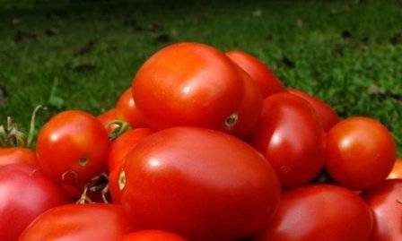 Tomato Shuttle: reviews, photos, yield