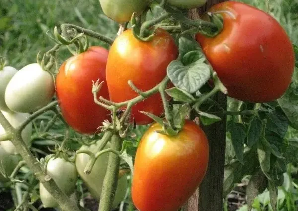 Tomato Shuttle: reviews, photos, yield