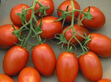 Tomato Shuttle: reviews, photos, yield