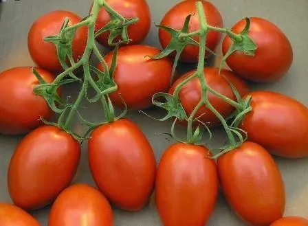 Tomato Shuttle: reviews, photos, yield