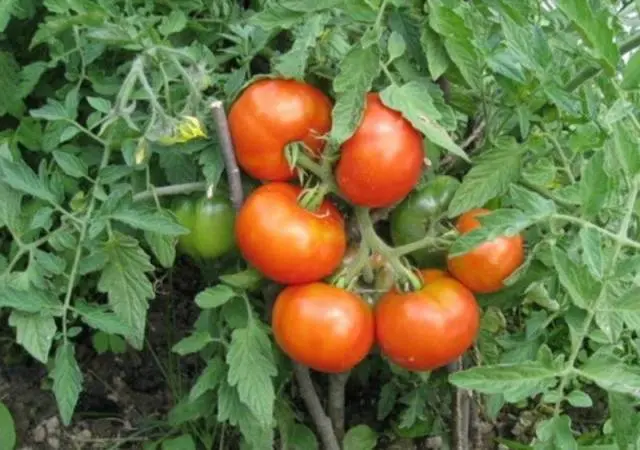 Tomato Siberian early