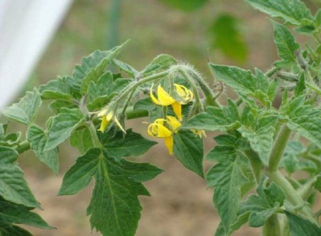 Tomato Siberian early