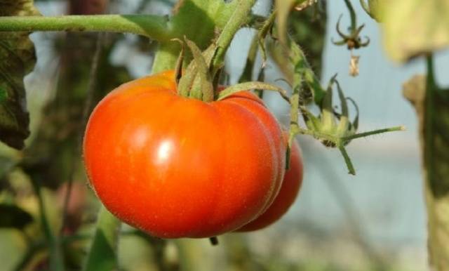 Tomato Siberian early