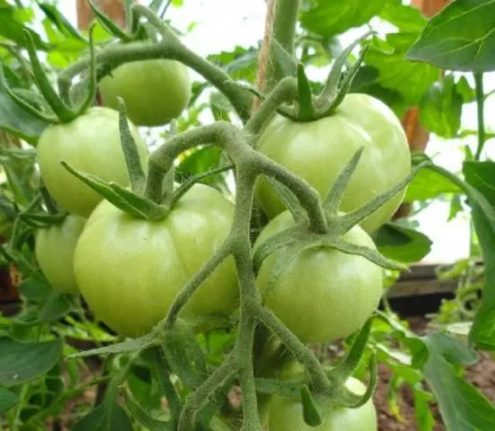 Tomato Siberian early