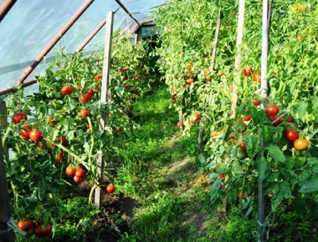 Tomato Siberian early