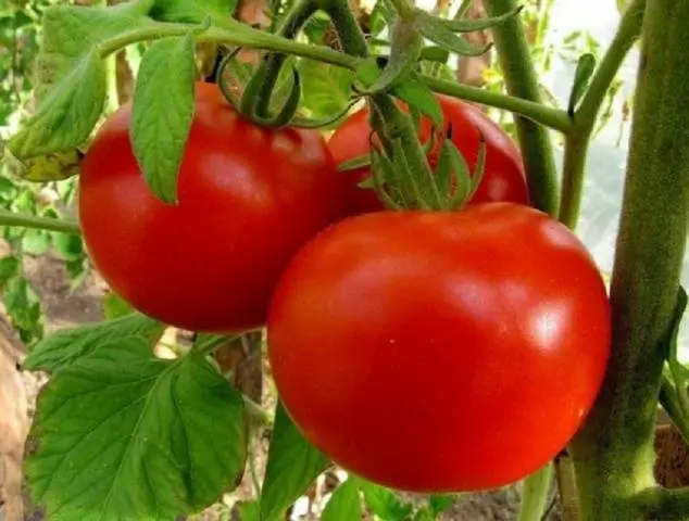 Tomato Siberian early