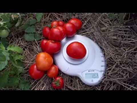 Tomato Siberian early