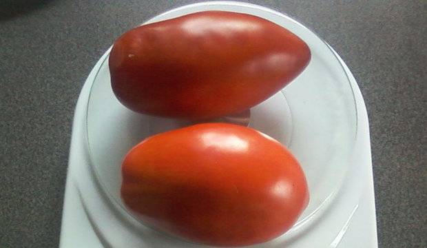 Tomato Siberian Troika: variety description, photos, reviews