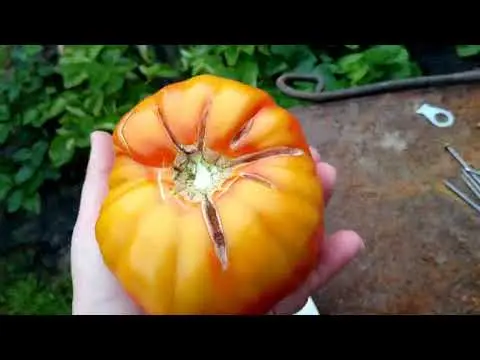 Tomato  size: reviews, photos, yield