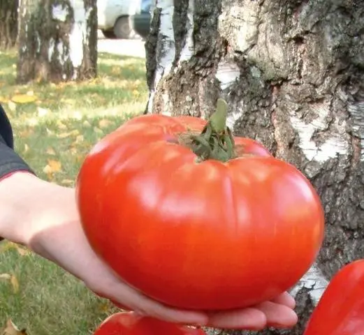 Tomato  size: reviews, photos, yield