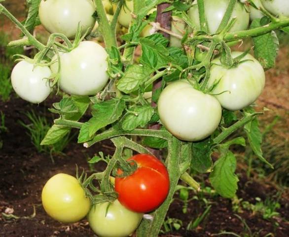 Tomato Snow Leopard: characteristics and description of the variety