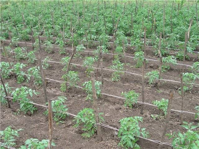 Tomato Snow Leopard: characteristics and description of the variety