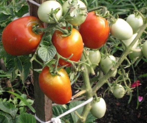 Tomato Snow Leopard: characteristics and description of the variety