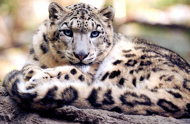 Tomato Snow Leopard: characteristics and description of the variety