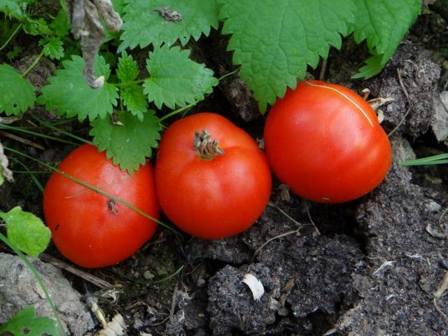 Tomato Snowdrop: characteristics, productivity