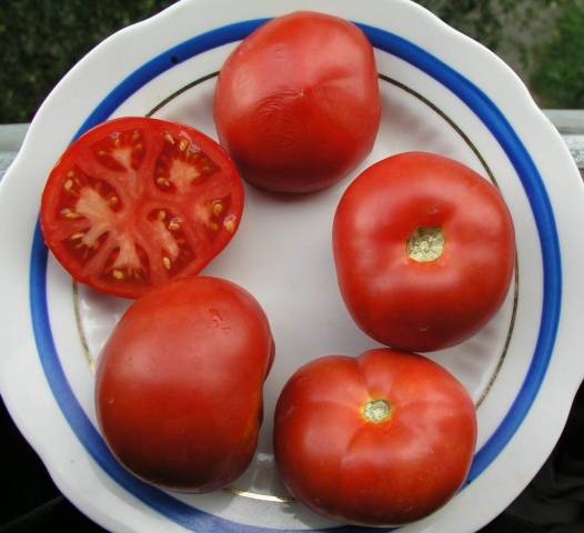 Tomato Snowdrop: characteristics, productivity