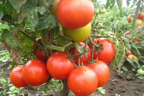 Tomato Snowfall F1: characteristics and description of the variety