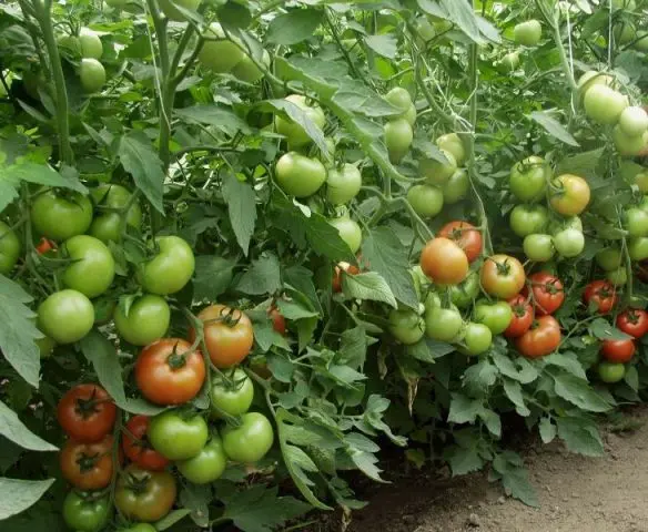 Tomato Snowfall F1: characteristics and description of the variety