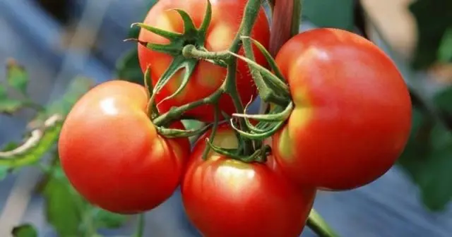 Tomato Snowfall F1: characteristics and description of the variety