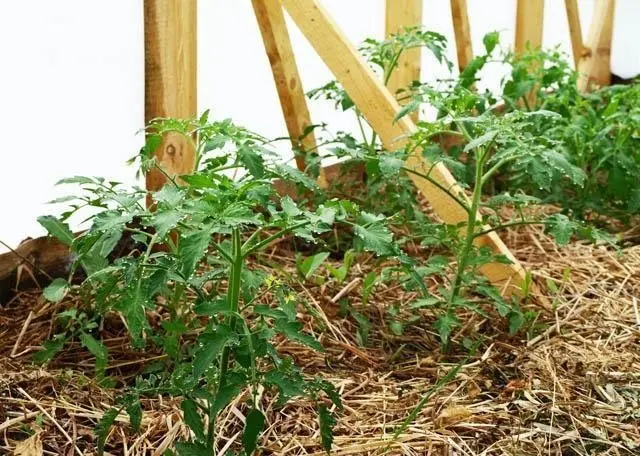 Tomato Snowfall F1: characteristics and description of the variety